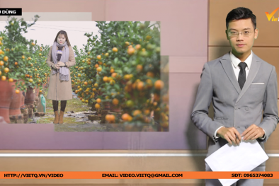 Bản tin Tiêu dùng: Thị trường hàng hóa Tết Kỷ Hợi có gì đặc biệt?