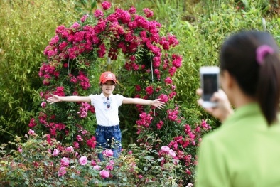 Chuyện kể về 'những người mang hoa lên núi'