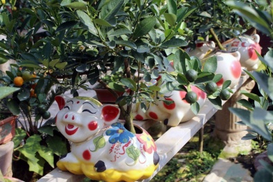 Heo vàng cõng quất bonsai và nỗi lòng của người chăm bón mỗi khi Tết đến Xuân về