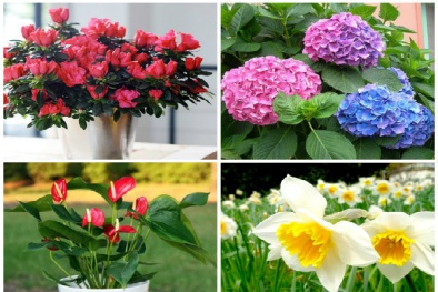 Chơi hoa ngày Tết: Đẹp nhưng... độc