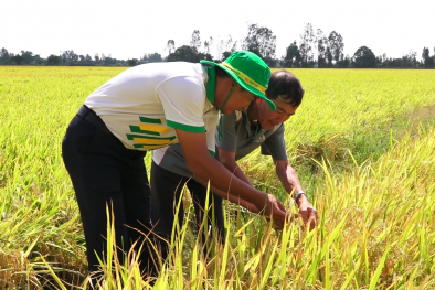Phân bón Phú Mỹ giúp tăng năng suất, tiết kiệm chi phí