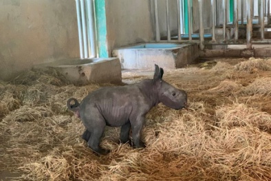 Tê giác đầu tiên vừa chào đời tại Vinpearl Safari Phú Quốc