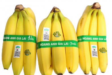 Chuối có giúp Hoàng Anh Gia Lai của bầu Đức qua cơn ‘bĩ cực’?
