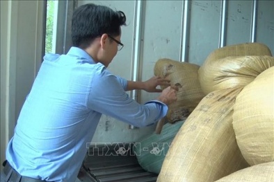 Tóm xe ô tô chở 2,1 tấn nội tạng lợn bốc mùi hôi thối đang 'tuồn' đến Hải Dương để tiêu thụ