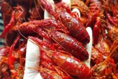 Tôm càng đỏ Trung Quốc có thể gây 'họa' - các chuyên gia nói gì?