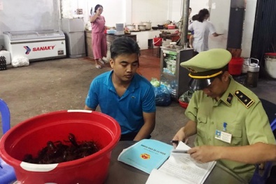 Phát hiện và xử lý 02 trường hợp vi phạm kinh doanh tôm càng đỏ 