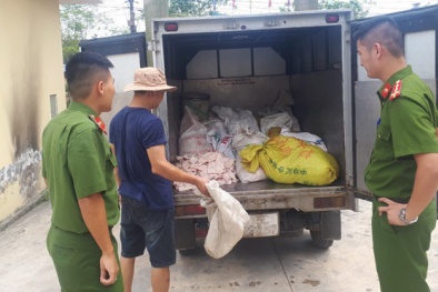 Ngăn chặn bì lợn bốc mùi hôi thối đang vận chuyển đi tiêu thụ