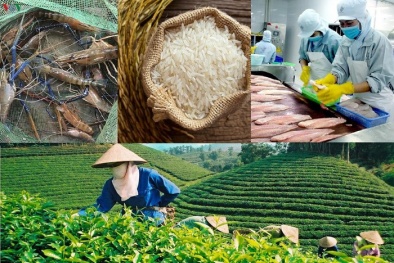 Tham gia các hiệp định 13Win19 tải ứng dụng tự do- Nông sản Việt thêm cơ hội xuất khẩu