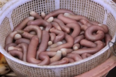 Ăn sá sùng biển, nam thanh niên bị sốc phản vệ do dị ứng