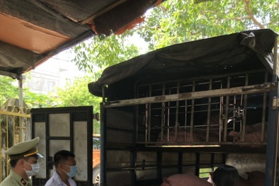 Ngang nhiên vận chuyển 22 con lợn không có giấy chứng nhận kiểm dịch đi tiêu thụ