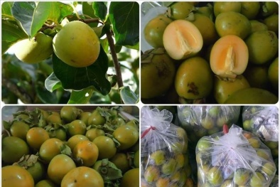 Hồng giòn đầu mùa giá rẻ và cách chọn hồng chuẩn ‘made in Việt Nam’