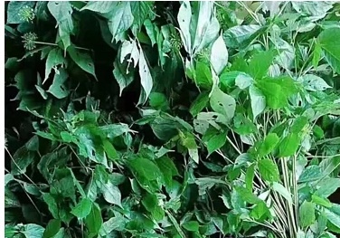 Đổ xô săn lùng cây giống sâm Ngọc Linh: Cẩn trọng mua phải hàng giả chục triệu đồng