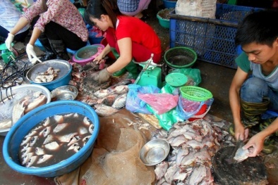 Cá chết ôi thối trở thành món hàng đắt khách nhất chợ đầu mối