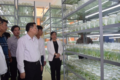 Để sâm Ngọc Linh phát triển xứng đáng là 'quốc kế dân sinh' 