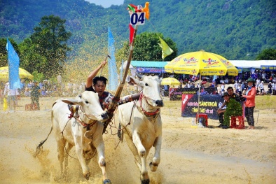 Tưng bừng Lễ hội đua bò Bảy Núi cùng Number 1 Cola