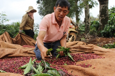 Nâng cao chất lượng, phát triển thương hiệu: Chìa khóa cho tăng trưởng xuất khẩu cà phê  