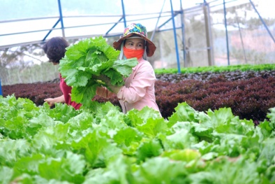 Hướng dẫn hoạt động chứng nhận Đăng ký và nhận 60K 24 bao lì xì miễn phí mỗi ngày hữu cơ