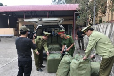 Lạng Sơn: Thu giữ 600 kg nầm lợn không có nguồn gốc