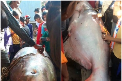 An Giang: Cá tra dầu khổng lồ mắc lưới ngư dân, bán 200.000 đồng/ kg