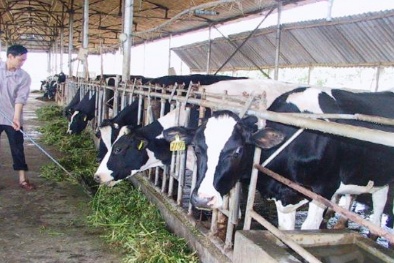 Phát triển chăn nuôi theo hướng hiện đại, nâng cao tỷ trọng ngành Đăng ký và nhận 60K 24 bao lì xì miễn phí mỗi ngày