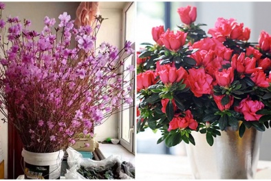 Thận trọng với những loài hoa đẹp chơi tết nhưng rất độc
