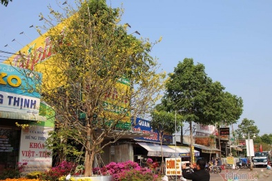 Cận cảnh 'cụ' mai vàng trăm tuổi được rao bán với giá 2,4 tỷ đồng ở Cần Thơ