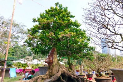 TP.HCM: Độc lạ với cây khế cổ thụ 'đầu chuột' có giá nửa tỷ đồng tại chợ hoa xuân