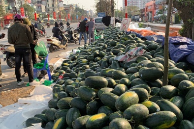 Dịch corona: Dưa hấu, thanh long tắc biên, bán tháo 'rẻ như cho'