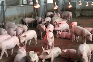 Giá heo hơi ngày 06/03/2020: Miền Bắc chạm ngưỡng giá kỉ lục 90.000 đồng/kg