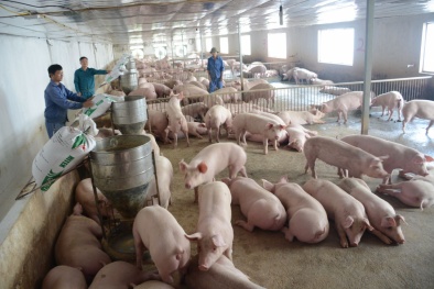 Giá heo hơi ngày 18/03/2020: Nhiều địa phương giá đã giảm mạnh