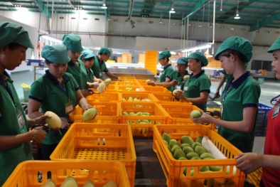 Hàng Việt tăng xuất khẩu sang Nhật Bản
