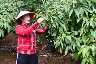 Vụ vải thiều năm 2020: Tăng cường chế biến, tổ chức tốt kịch bản tiêu thụ