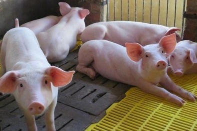 Giá heo hơi ngày 06/05/2020: Thị trường miền Bắc và miền Nam tiếp tục tăng giá mạnh
