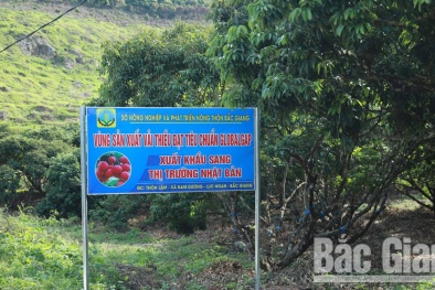 6 siêu thị, tập đoàn lớn sẽ bán vải thiều Bắc Giang