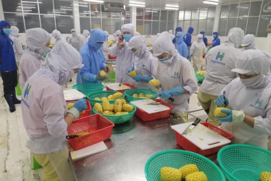 Rau quả Hùng Hậu tiết giảm chi phí nhờ triển khai các giải pháp năng suất xanh
