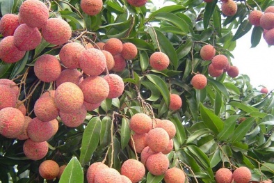 Bắc Giang sẵn sàng cho tiêu thụ vải thiều