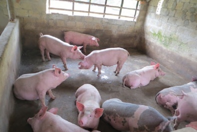 Giá heo hơi ngày 17/05/2020: Thị trường ba miền vẫn duy trì ở ngưỡng cao