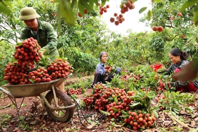 Lô vải thiều Thanh Hà lần đầu tiên xuất khẩu vào Singapore, Mỹ, Australia