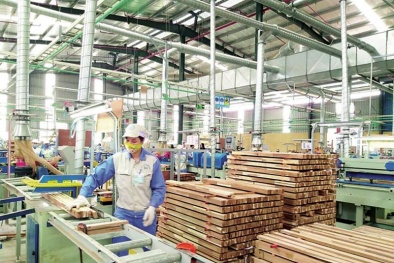 Sẵn sàng đối phó với các vụ kiện về xuất xứ nguyên liệu gỗ 