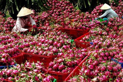 Nông sản Việt cần nâng cao chất lượng để đáp ứng yêu cầu của thị trường 