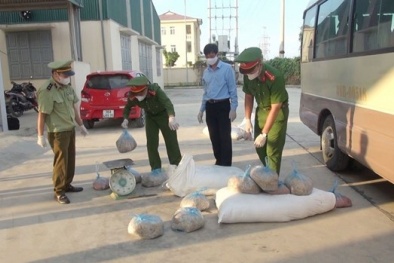 Thanh Hóa: Ngăn chặn hơn nửa tấn thịt lợn ôi thiu đang trên đường mang đi tiêu thụ