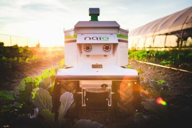 Robot, trí tuệ nhân tạo: Mở đường dữ liệu lớn cho canh tác thông minh