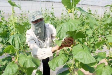 Tiếp tục ứng dụng khoa học kỹ thuật để tăng năng suất chất lượng vùng rau an toàn 