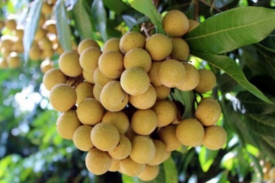 Sau khi cập bến Australia nhãn Việt được bán với giá gần 200.000 đồng/kg
