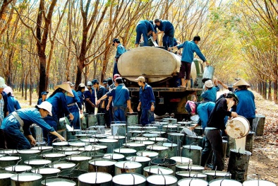 Cao su Tây Ninh áp dụng hệ thống quản lý và công cụ cải tiến mang lại năng suất cao