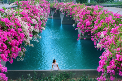 Cây cầu hoa giấy ‘cực phẩm’ ở Ecopark, check-in sương sương cũng đủ gây bão mạng