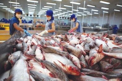 Nhờ EVFTA, xuất khẩu thủy sản Việt Nam vào EU tăng mạnh