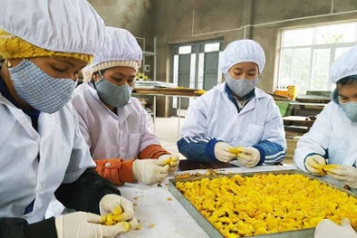 Ứng dụng thiết bị hiện đại tăng năng suất, chất lượng sản phẩm tại cơ sở khô Tiến Phương