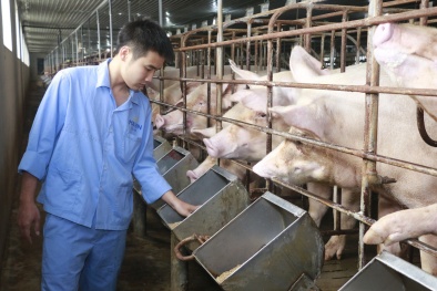 Cuối năm, giá lợn hơi cơ bản sẽ ổn định 