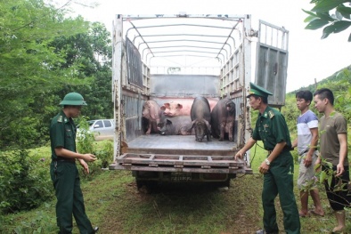 Ngăn chặn nhập lậu lợn, sản phẩm lợn qua các cửa khẩu biên giới